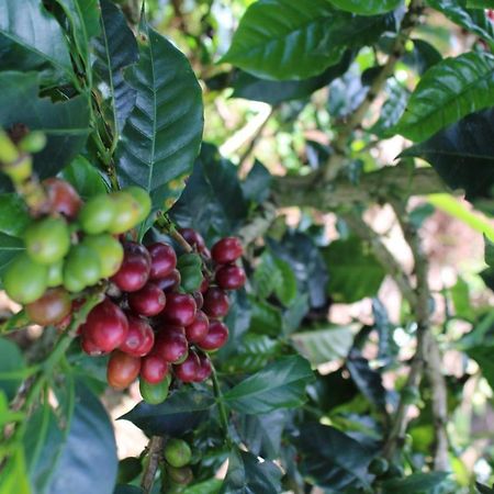 Finca Cafetera El Coral Jardín Exteriér fotografie